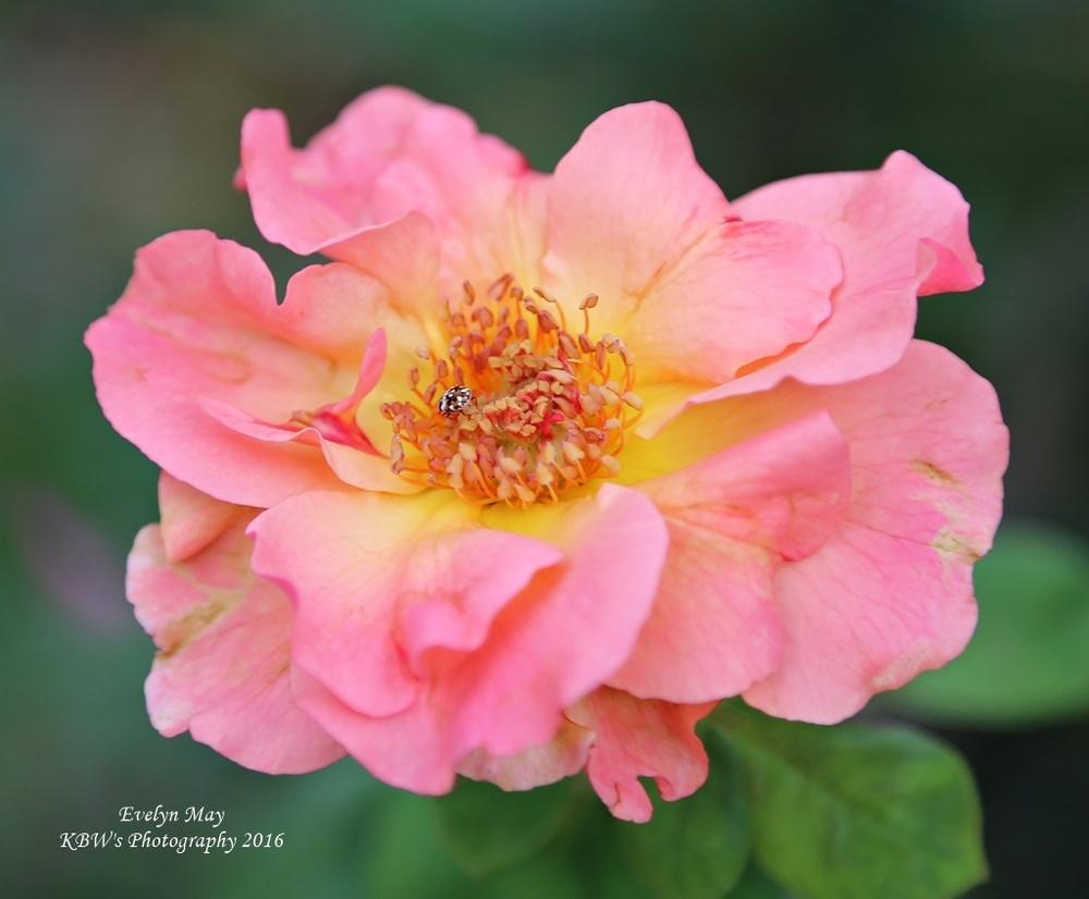 Photo of Rose (Rosa 'Evelyn May') uploaded by kbw664