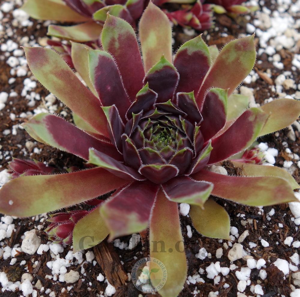 Photo of Hen and Chicks (Sempervivum 'Heart of Darkness') uploaded by springcolor