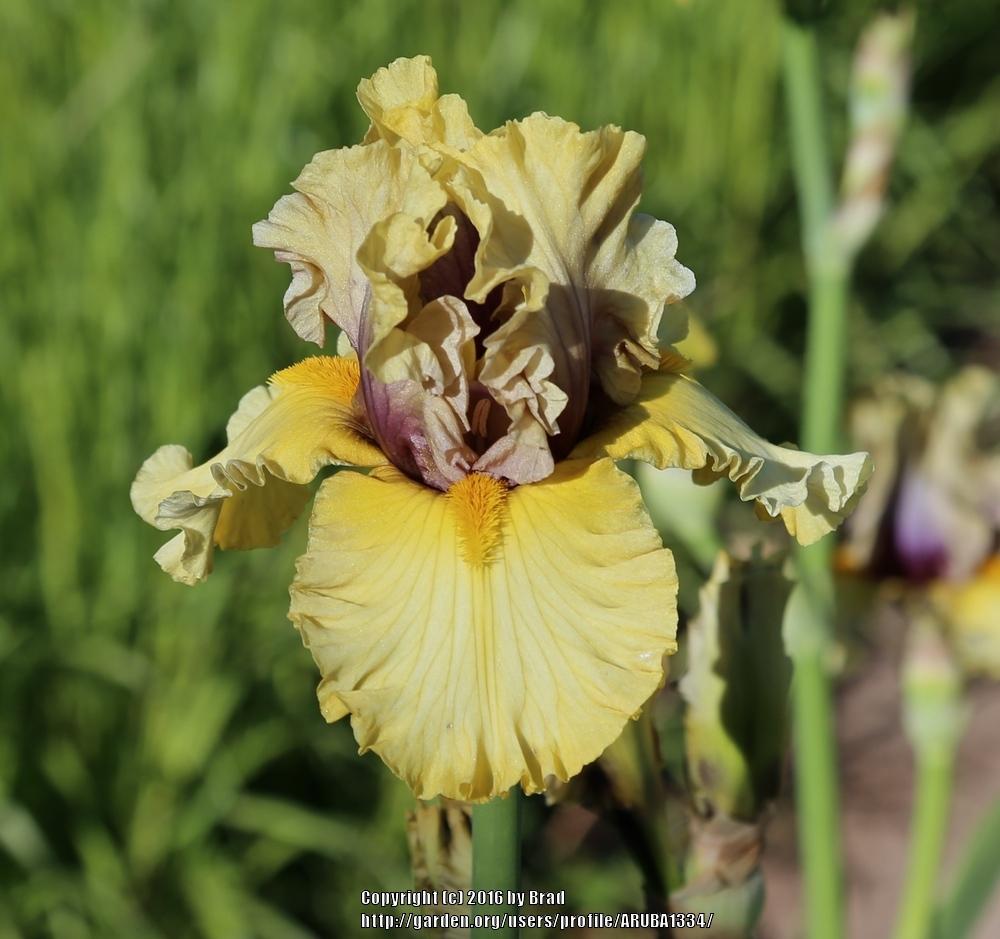Photo of Tall Bearded Iris (Iris 'Lost World') uploaded by ARUBA1334