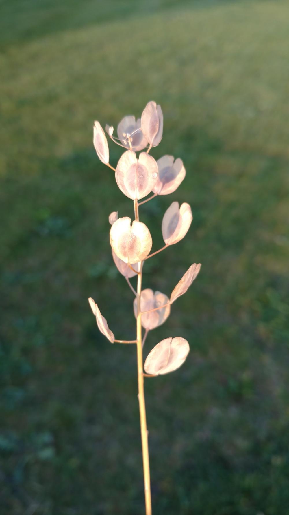 Photo of Field Pennycress (Thlaspi arvense) uploaded by DogsNDaylilies