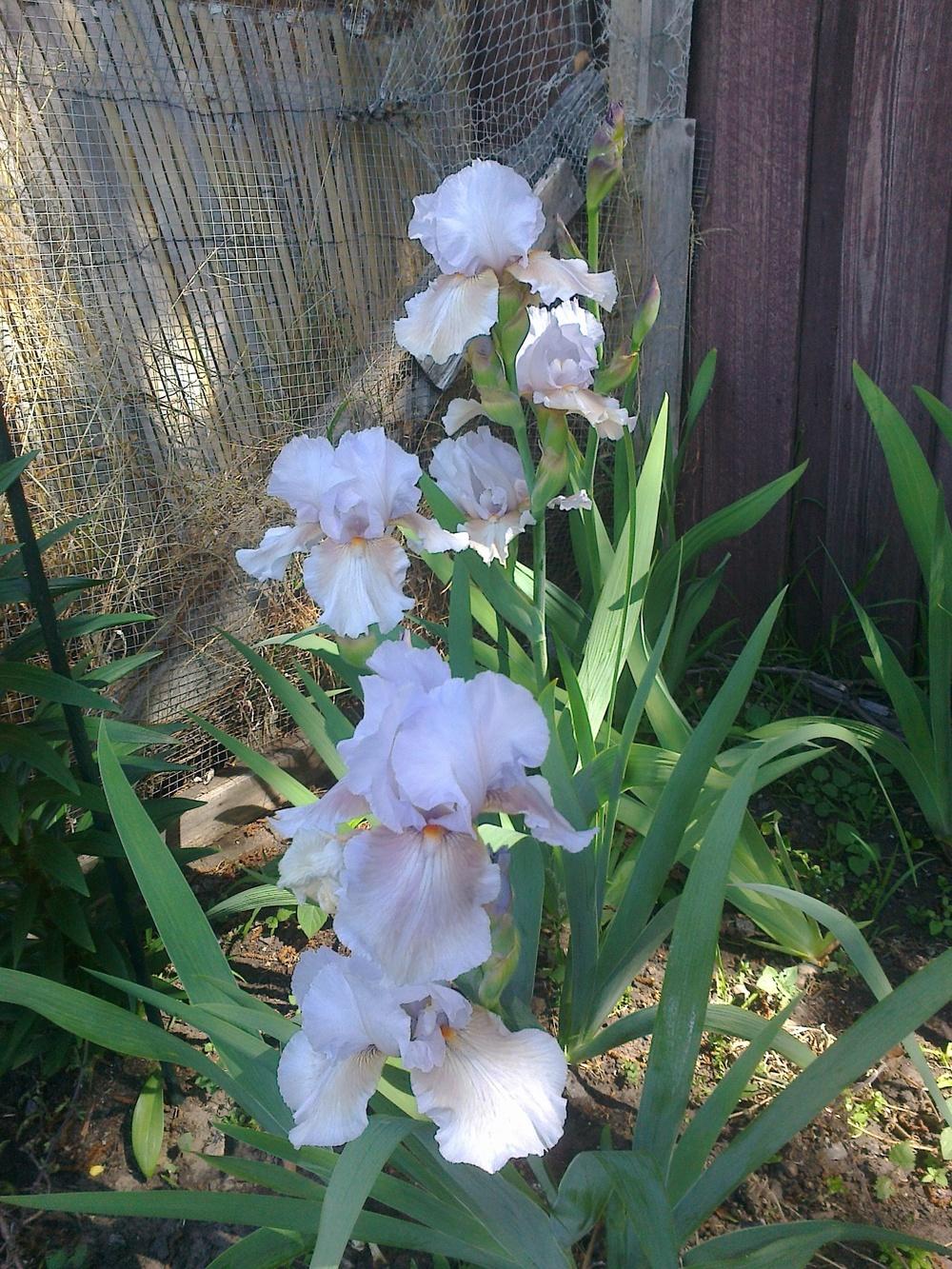 Photo of Tall Bearded Iris (Iris 'Silk Sari') uploaded by Greeneyedmonster