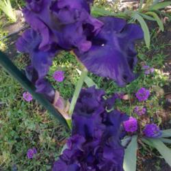 Location: Hobart, Tasmania
Date: November 2014
Tall Bearded Iris "Around Midnight"