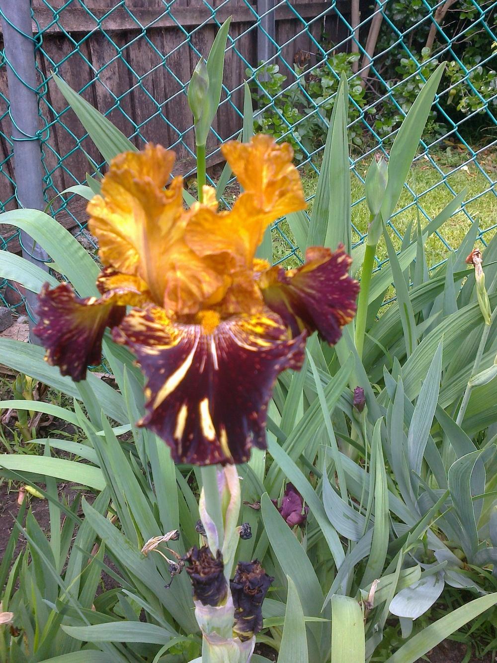 Photo of Tall Bearded Iris (Iris 'Spiced Tiger') uploaded by Greeneyedmonster