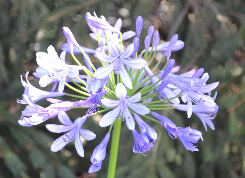 Photo of Lily of the Nile (Agapanthus africanus) uploaded by HollyAnnS