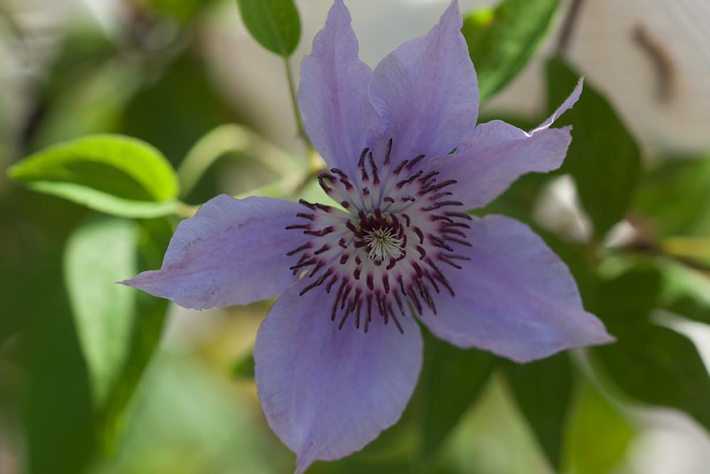 Photo of Clematis 'Pink Climador' uploaded by MossyOwls