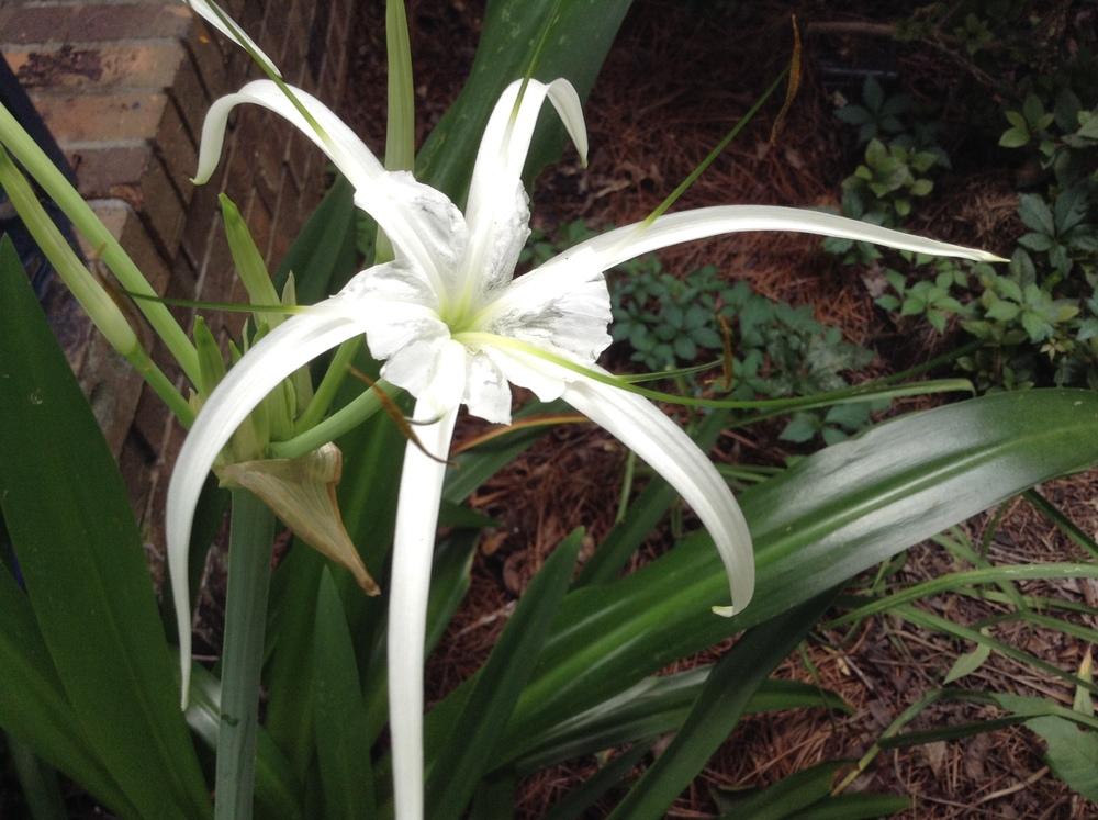 Photo of Spider Lilies (Hymenocallis) uploaded by Sherib381