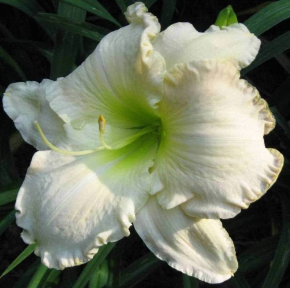 Photo of Daylily (Hemerocallis 'Spacecoast Snow Angel') uploaded by Sscape