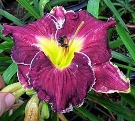 Photo of Daylily (Hemerocallis 'Spacecoast Royal Rumble') uploaded by Sscape
