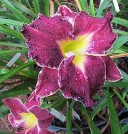 Photo of Daylily (Hemerocallis 'Spacecoast Royal Rumble') uploaded by Sscape