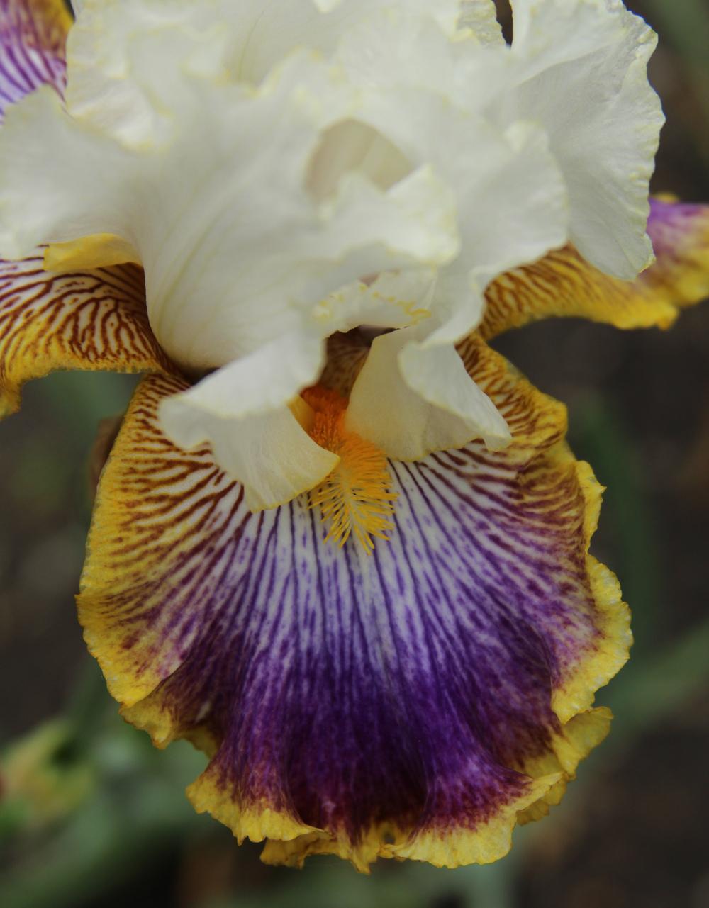 Photo of Tall Bearded Iris (Iris 'Patchwork Puzzle') uploaded by bratwithcat