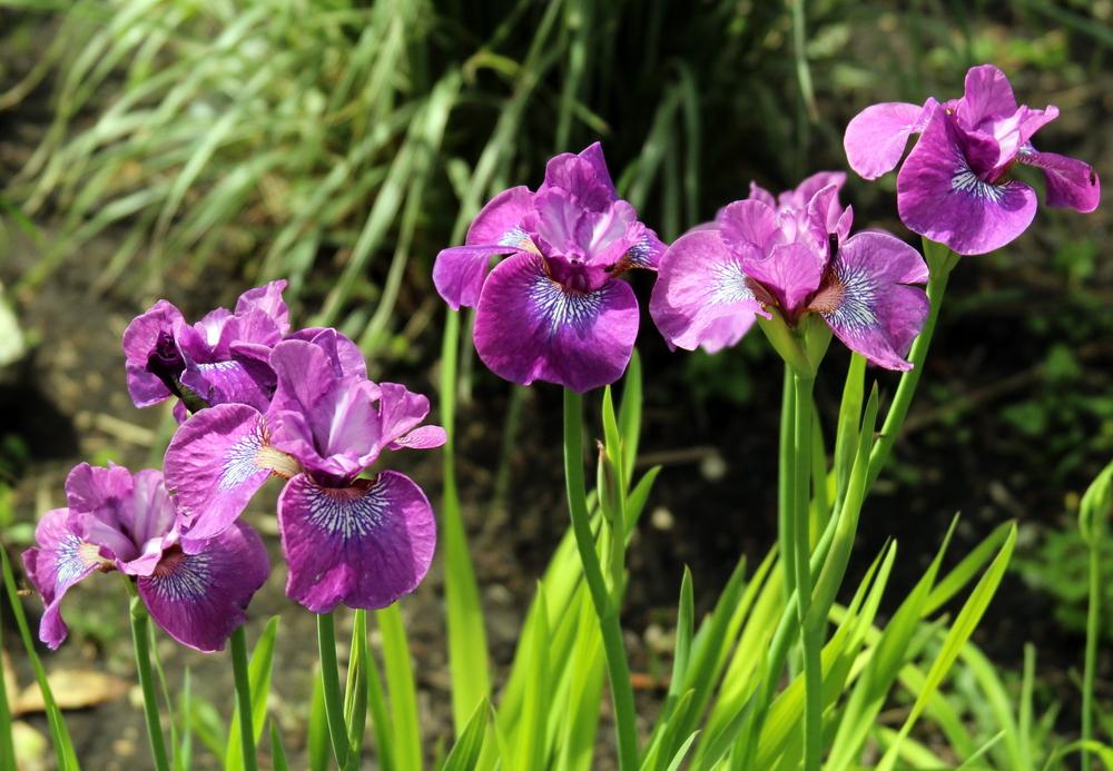 Photo of Siberian Iris (Iris 'Chilled Wine') uploaded by bratwithcat