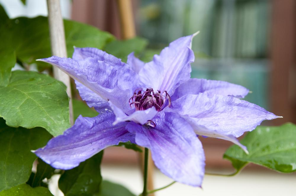 Photo of Clematis Parisienne™ uploaded by cliftoncat