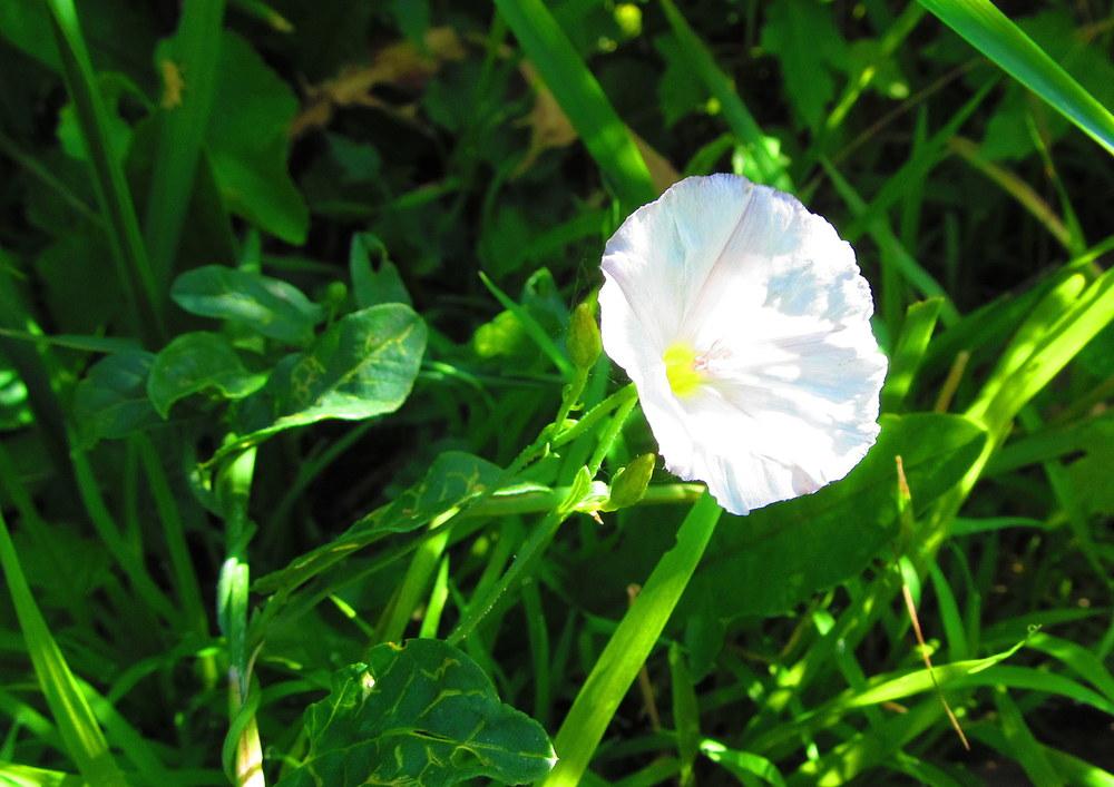 Photo of Field Bindweed (Convolvulus arvensis) uploaded by jmorth