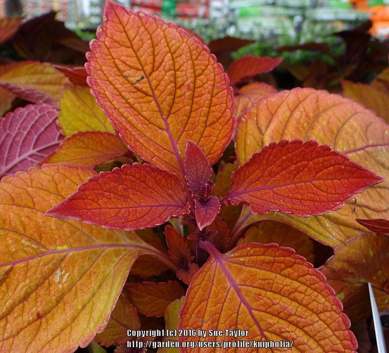 Photo of Coleus (Coleus scutellarioides Campfire) uploaded by kniphofia