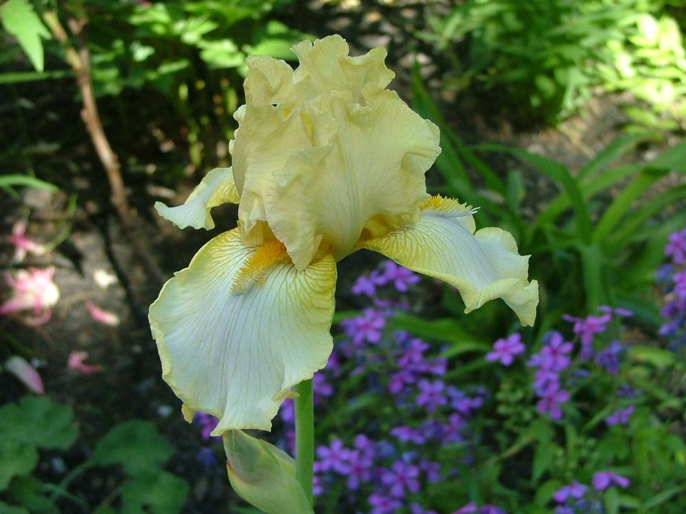 Photo of Tall Bearded Iris (Iris 'Sky Hooks') uploaded by touchofsky