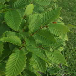 Location: Minneapolis, Minnesota
Date: 2016-06-10
Lovely pleated and toothed leaves of a tree at Powderhorn Park