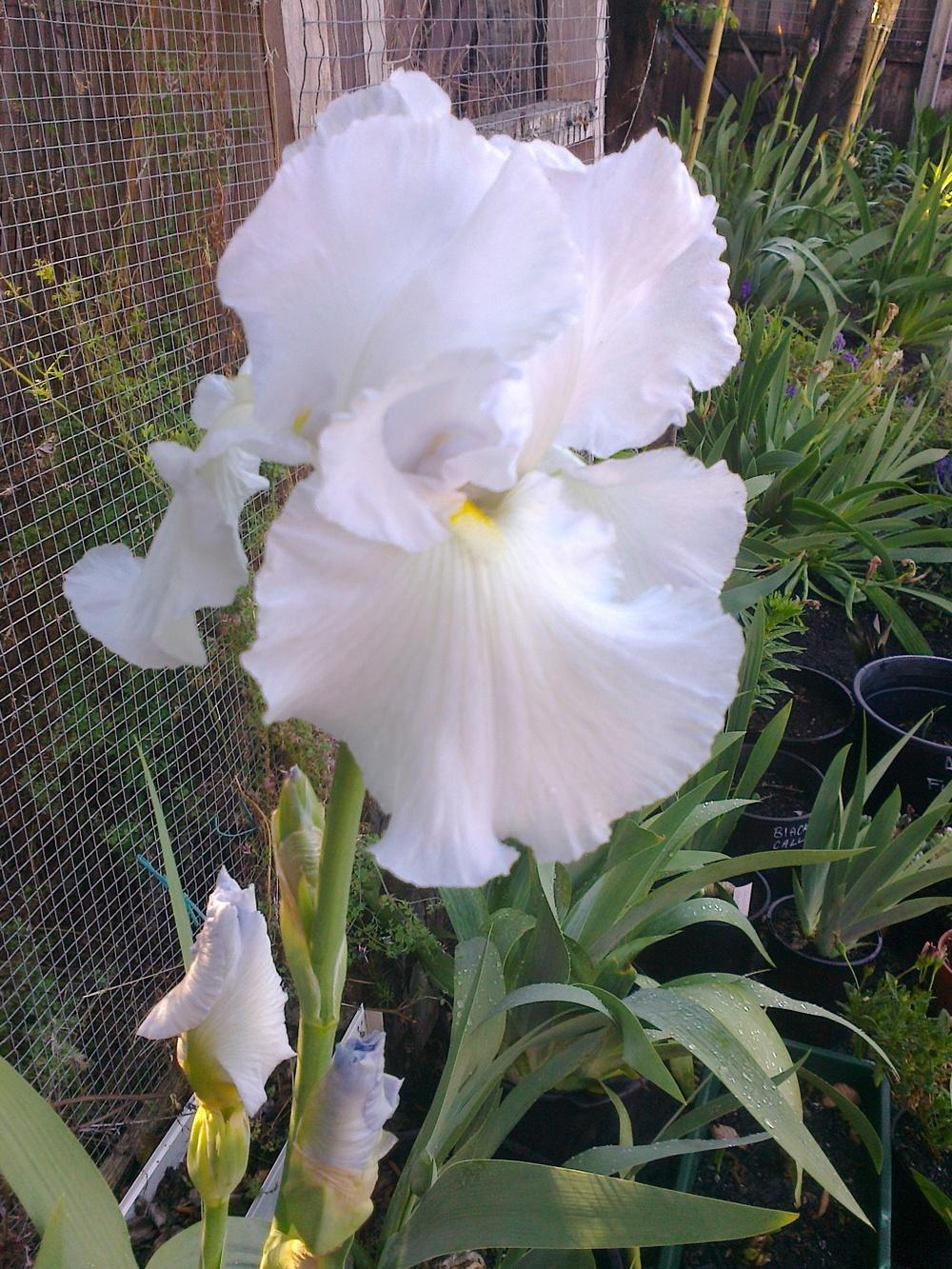 Photo of Tall Bearded Iris (Iris 'Ice Sculpture') uploaded by Greeneyedmonster