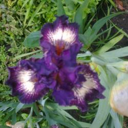 Location: Hobart, Tasmania
Date: October 2015
Intermediate Bearded Iris "Devil's Playground"