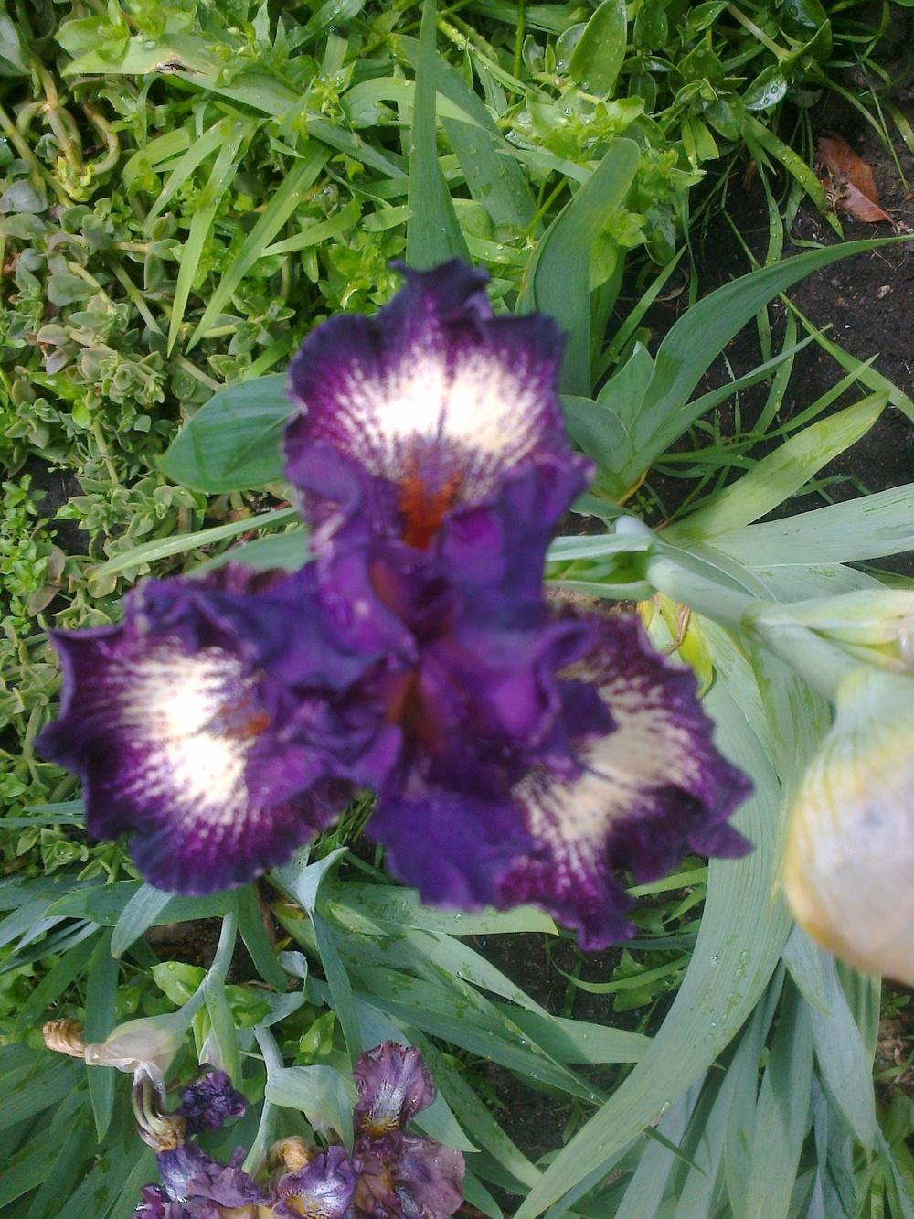 Photo of Intermediate Bearded Iris (Iris 'Devil's Playground') uploaded by Greeneyedmonster