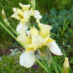 Location: Nora's Garden - Castlegar BC
Date: 2014-05-29
 6:27 pm. Older, lemon yellow Iris with a lemon fragrance.