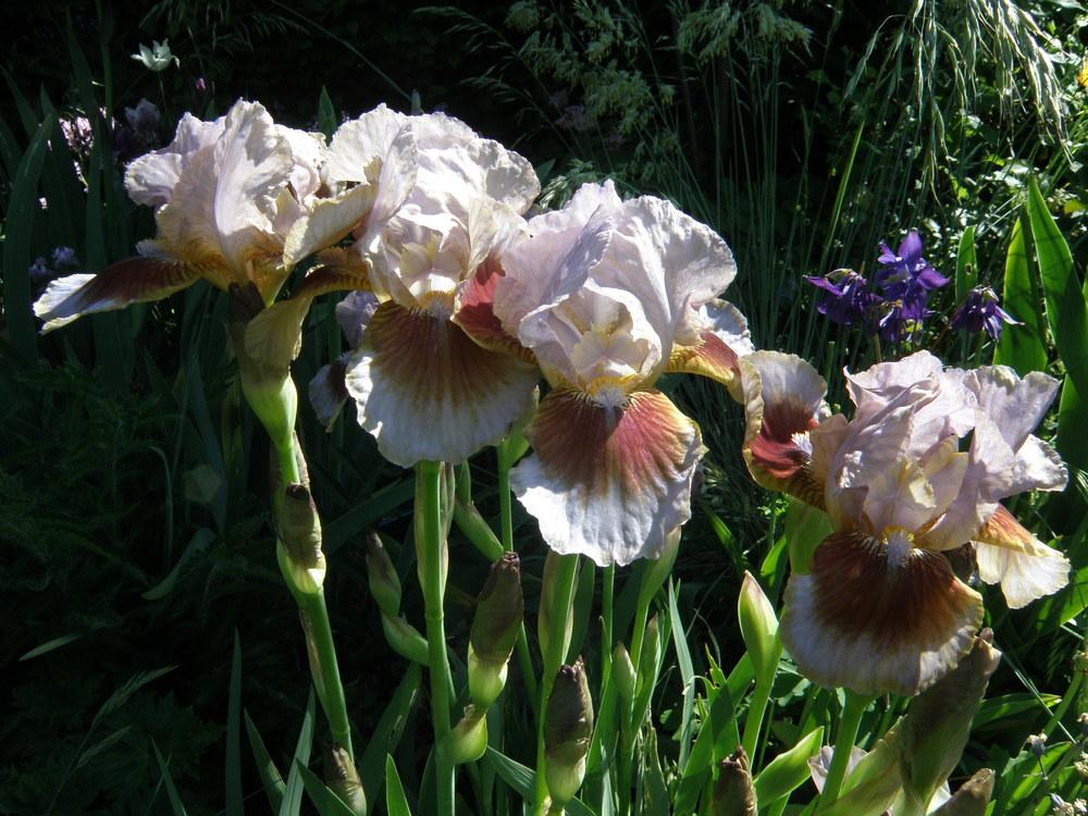 Photo of Intermediate Bearded Iris (Iris 'Langport Storm') uploaded by IrisLilli