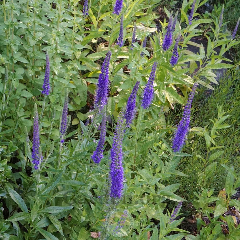 Photo of Spike Speedwell (Veronica spicata) uploaded by Patty