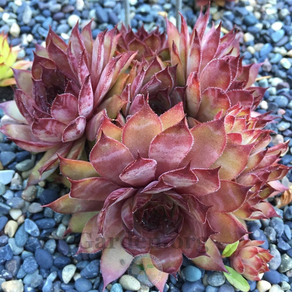 Photo of Hen and Chicks (Sempervivum 'Lilac Queen') uploaded by Patty