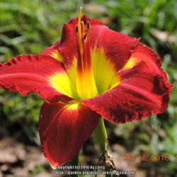 Location: Enterprise, Al. 36330
Date: 2016-06-18
One of the brightest blooms in my garden