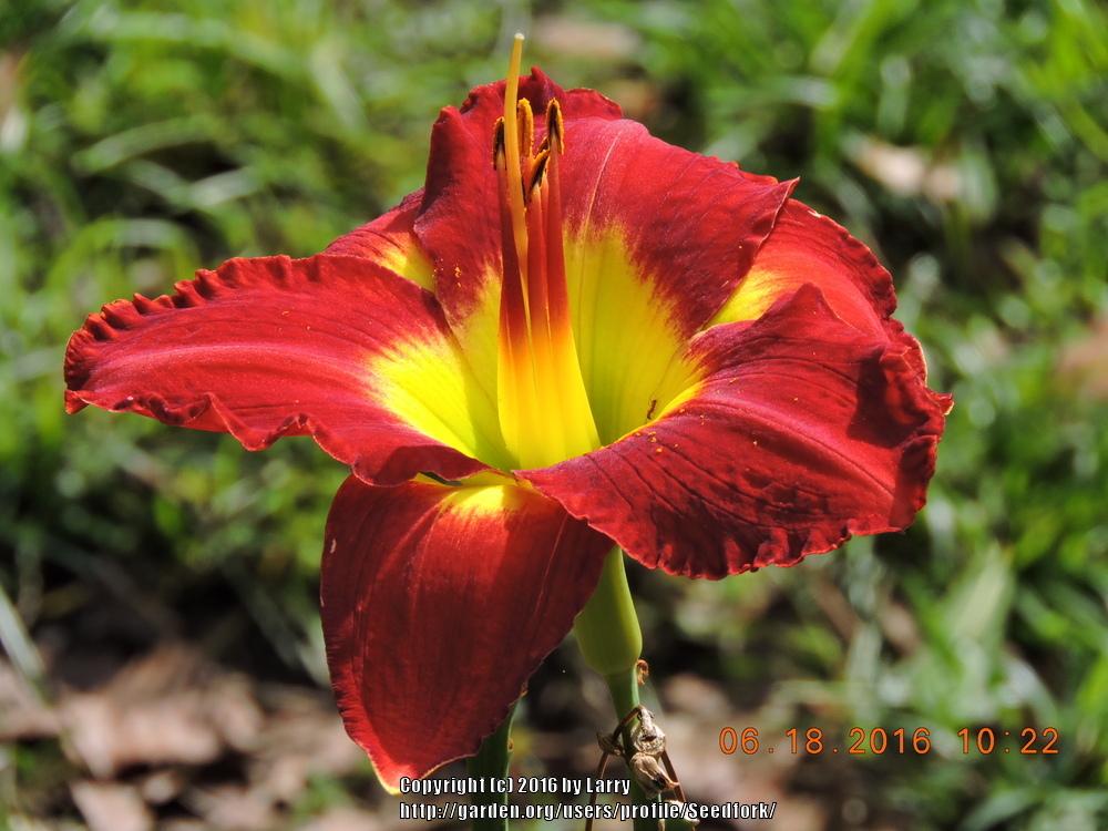 Photo of Daylily (Hemerocallis 'Passion for Red') uploaded by Seedfork