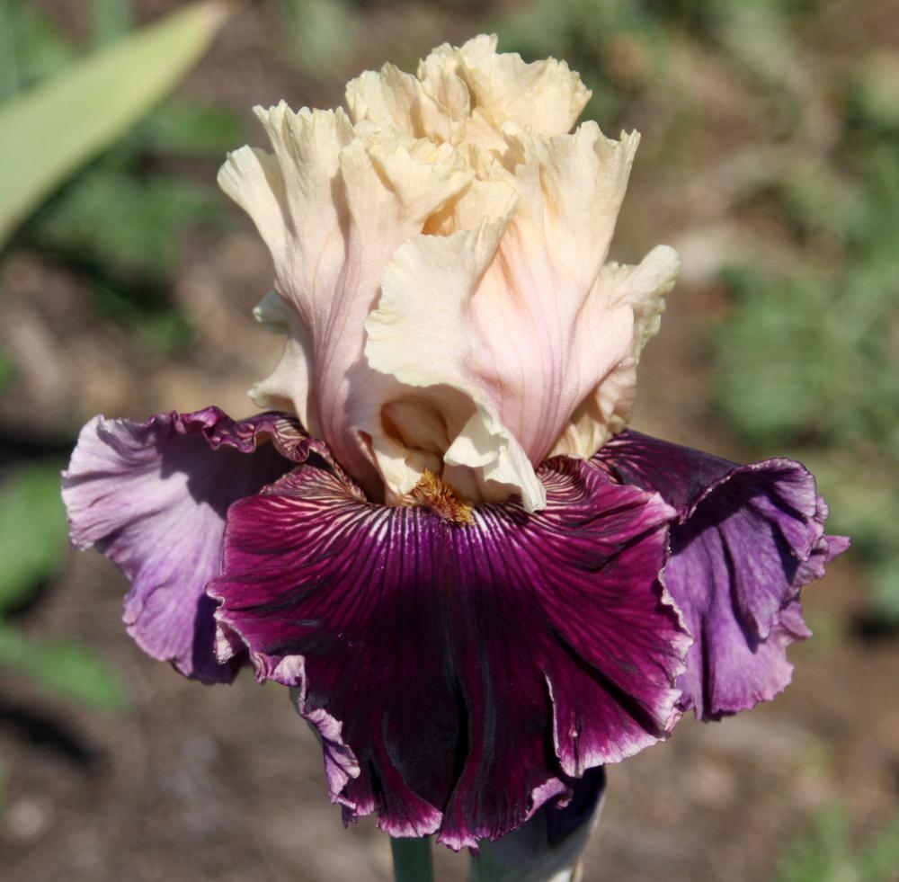 Photo of Tall Bearded Iris (Iris 'Jamaica Me Crazy') uploaded by Snork