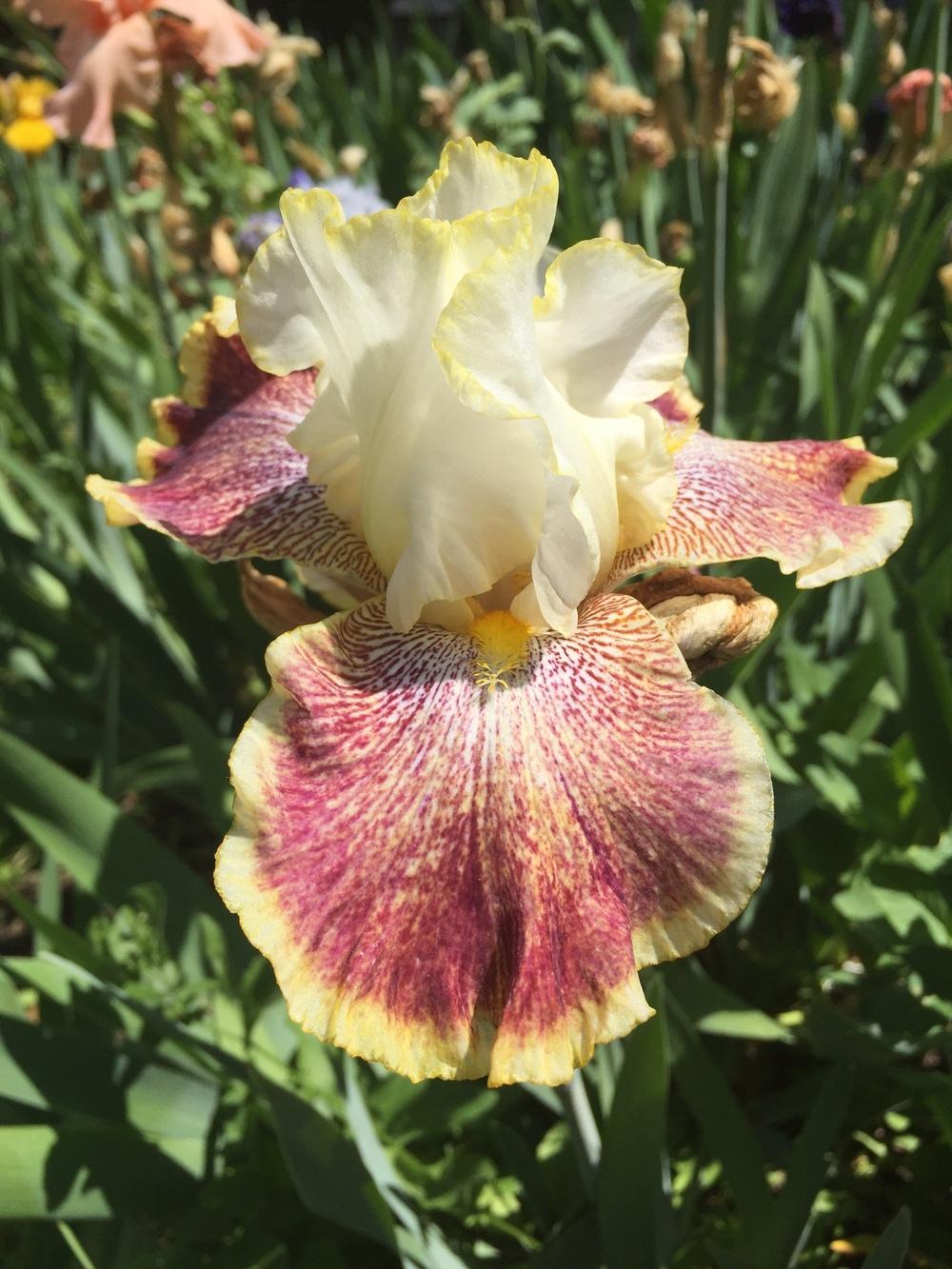 Photo of Tall Bearded Iris (Iris 'Carnival Ride') uploaded by SpringGreenThumb