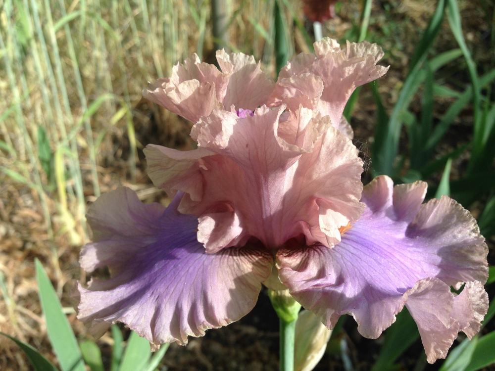 Photo of Tall Bearded Iris (Iris 'Stop Flirting') uploaded by SpringGreenThumb