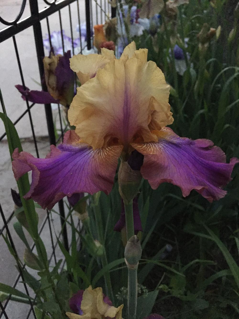 Photo of Tall Bearded Iris (Iris 'Trillion') uploaded by SpringGreenThumb