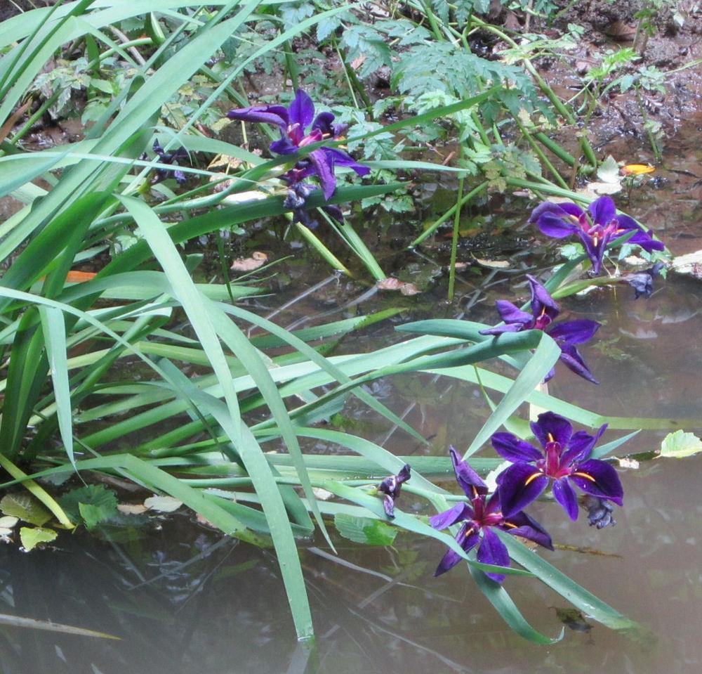 Photo of Louisiana Iris (Iris 'Black Gamecock') uploaded by Strever