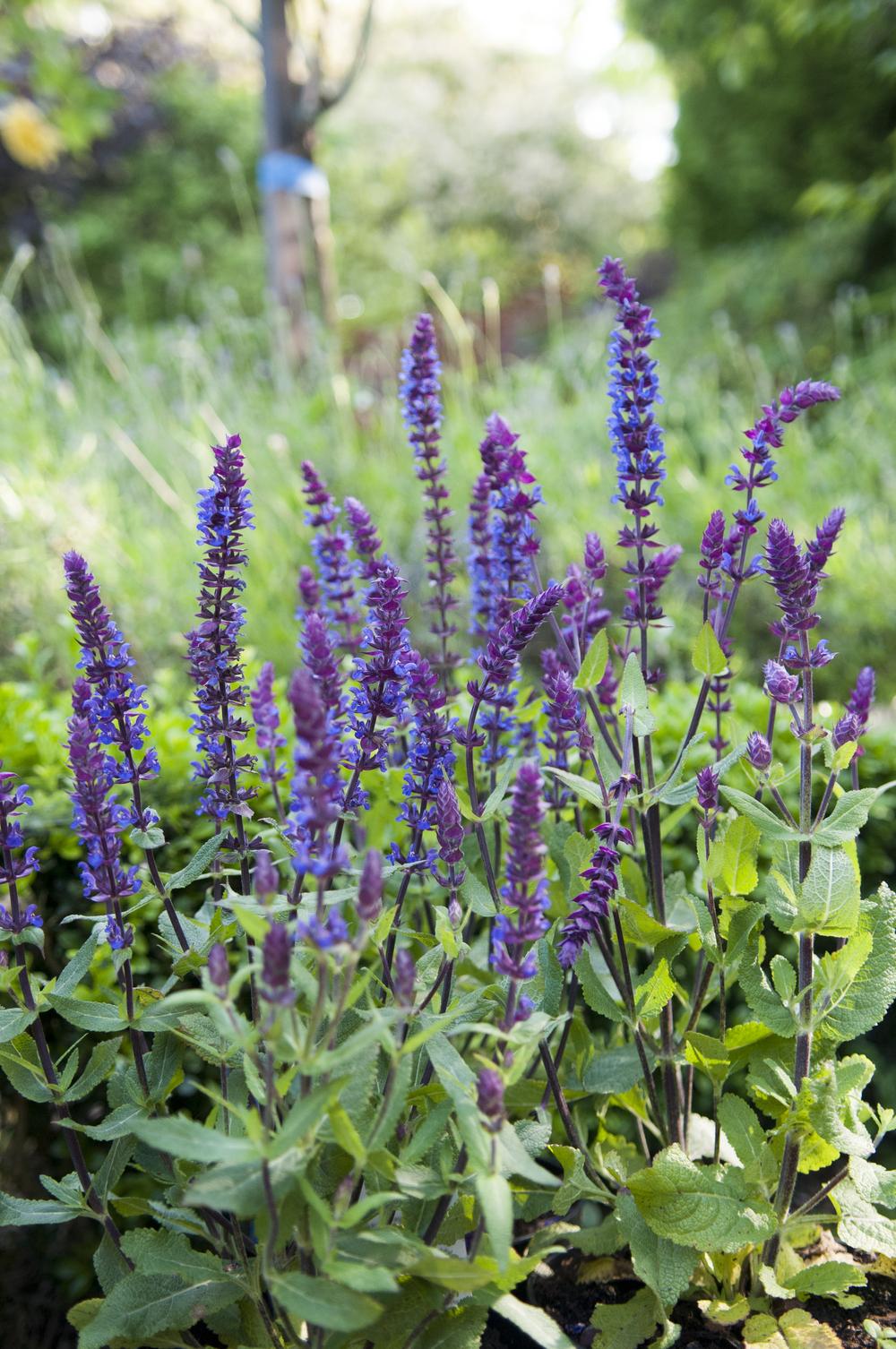 Photo of Perennial Woodland Sage (Salvia nemorosa 'New Dimension Blue') uploaded by cliftoncat