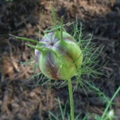 unripe seed pod