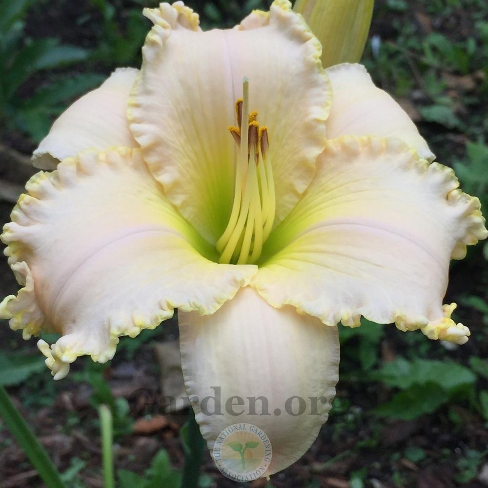 Photo of Daylily (Hemerocallis 'Wedding in the Snow') uploaded by magnolialover