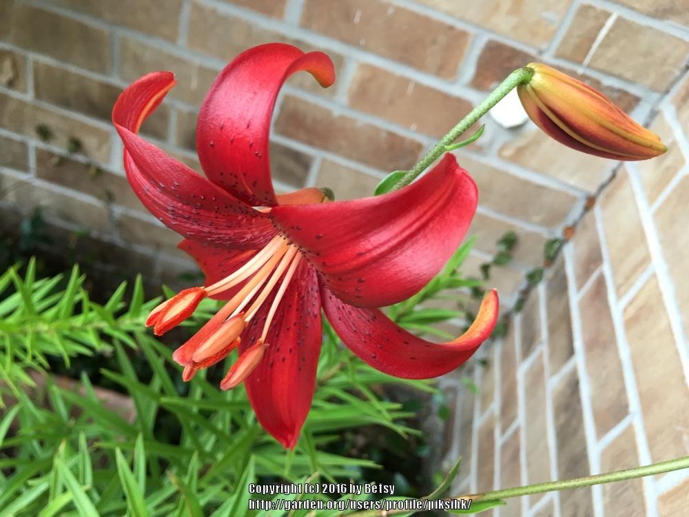 Photo of Lilies (Lilium) uploaded by piksihk