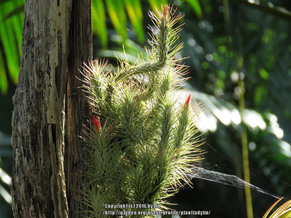 Photo of Air Plant (Tillandsia funckiana) uploaded by plantladylin