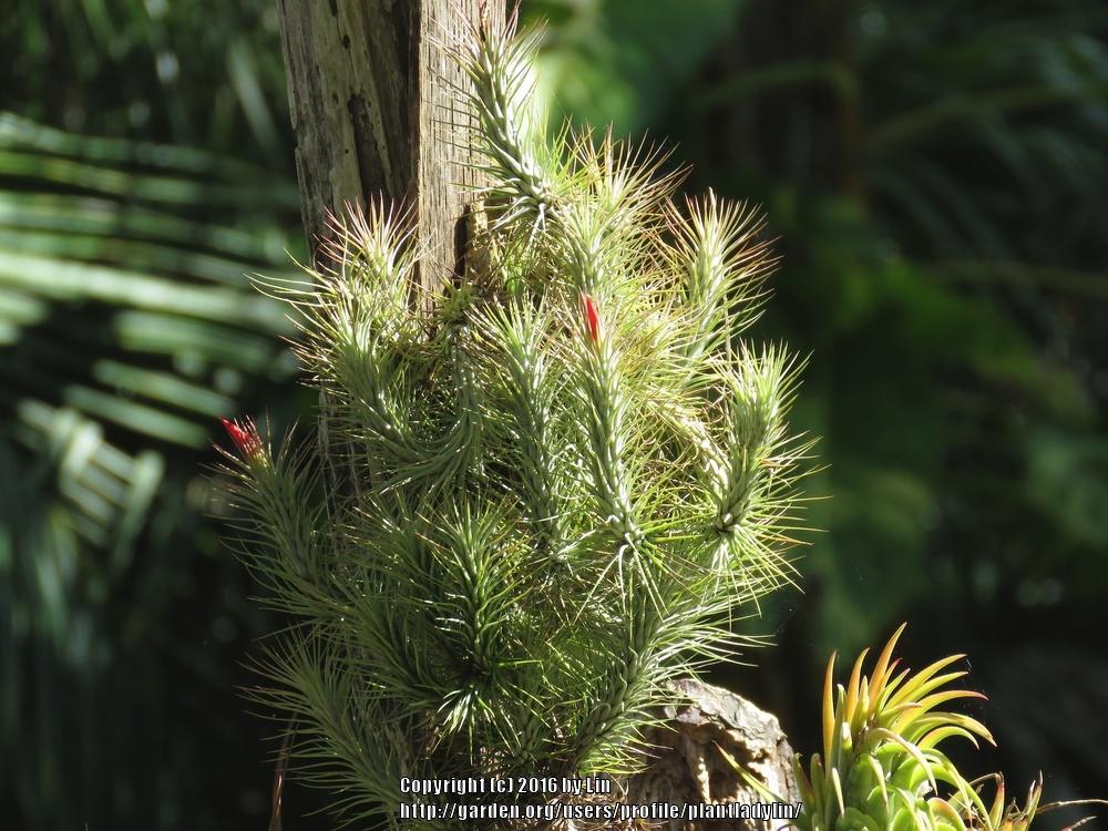 Photo of Air Plant (Tillandsia funckiana) uploaded by plantladylin