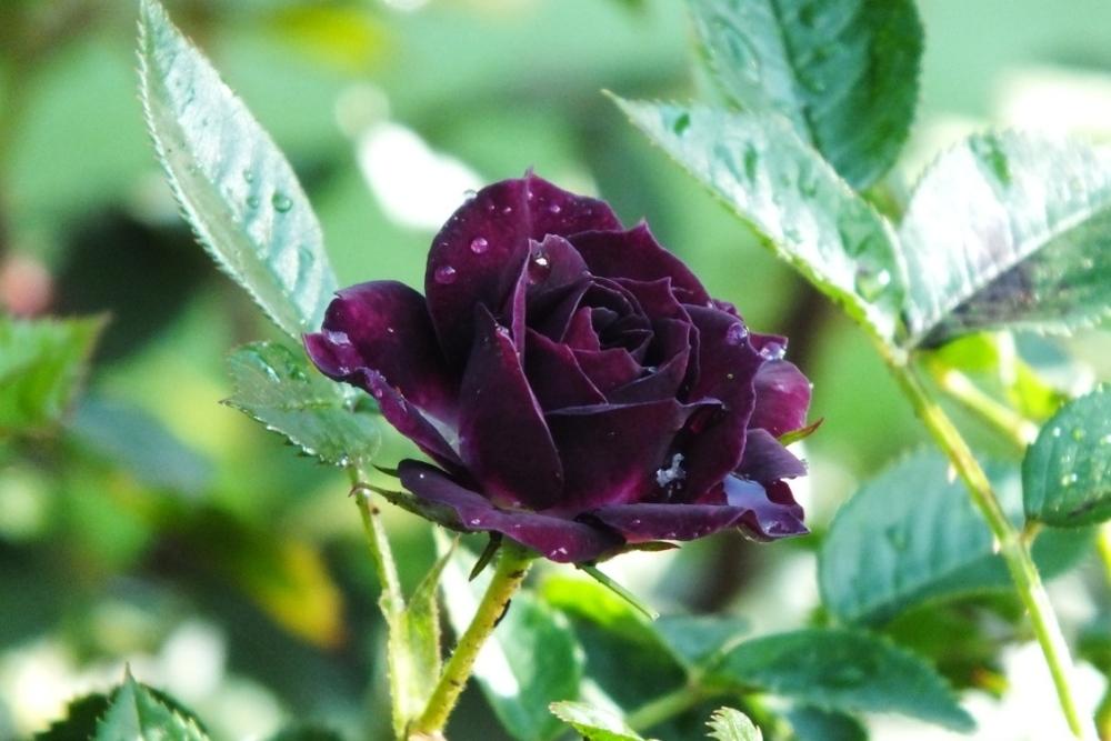 Photo of Rose (Rosa 'Diamond Eyes') uploaded by sunnyvalley