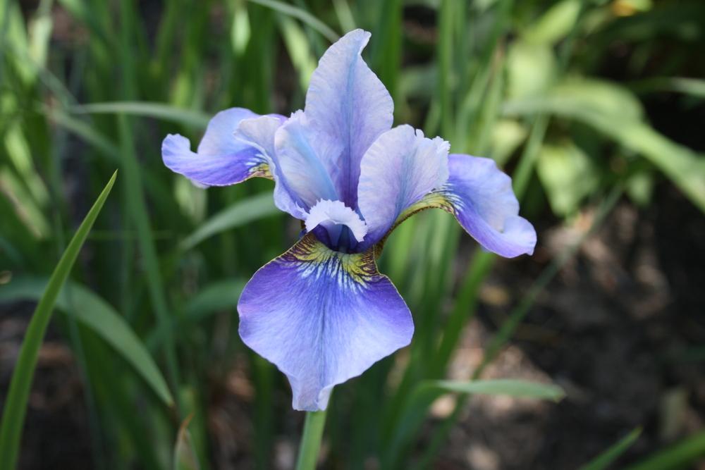 Photo of Siberian Iris (Iris 'Peg Edwards') uploaded by touchofsky