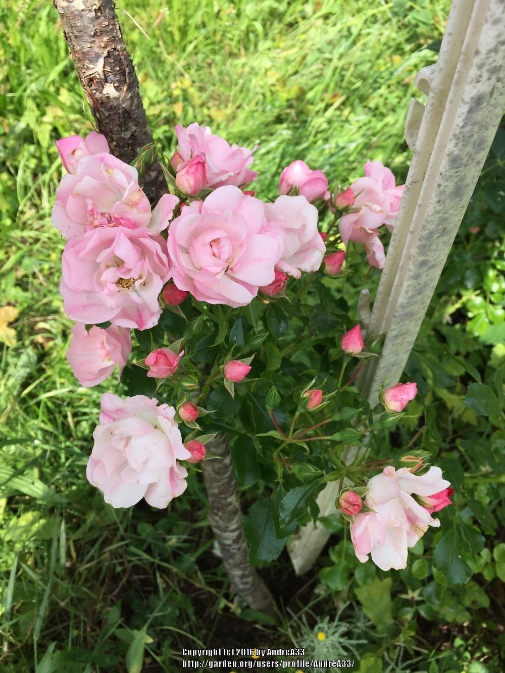 Photo of Rose (Rosa 'Flower Carpet Apple Blossom') uploaded by AndreA33