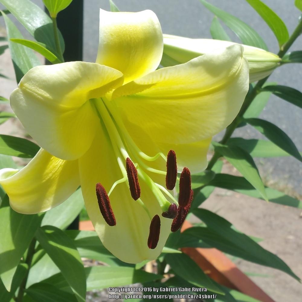 Photo of Lily (Lilium 'Conca d'Or') uploaded by Cuzz4short