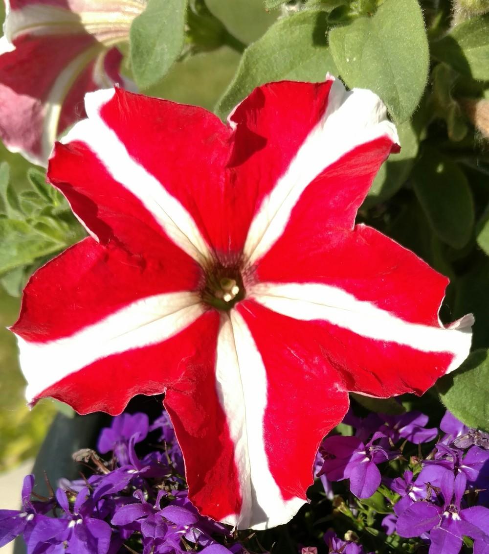 Photo of Multiflora Spreading/Trailing Petunia (Petunia Cascadias™ Bicolor Cabernet) uploaded by DogsNDaylilies