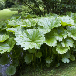 Location: Oxfordshire, England
Date: 19 June 2016
Big leaves for stream-side planting