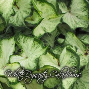 White Dynasty Caladiums from Classic Caladiums