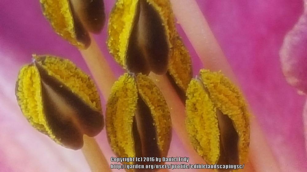 Photo of Daylily (Hemerocallis 'Gram's Dream') uploaded by ediblelandscapingsc