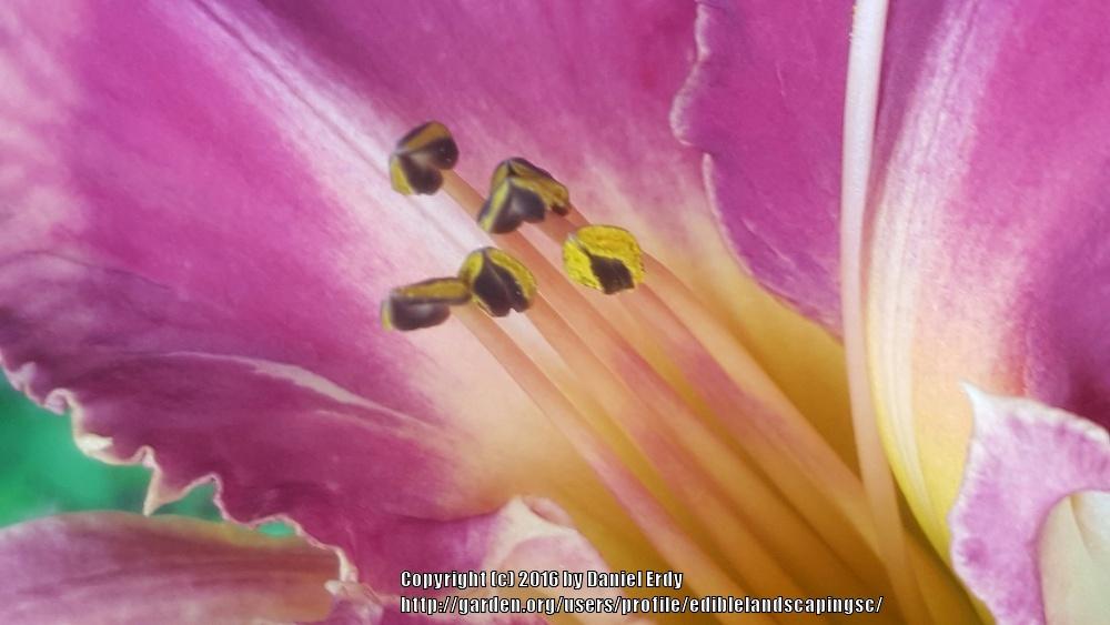 Photo of Daylily (Hemerocallis 'Gram's Dream') uploaded by ediblelandscapingsc
