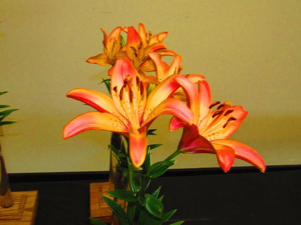 Photo of Lily (Lilium 'Royal Sunset') uploaded by jmorth